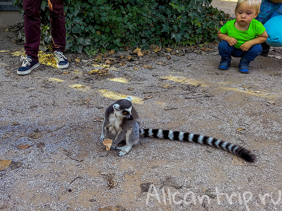 пражский зоопарк лемур