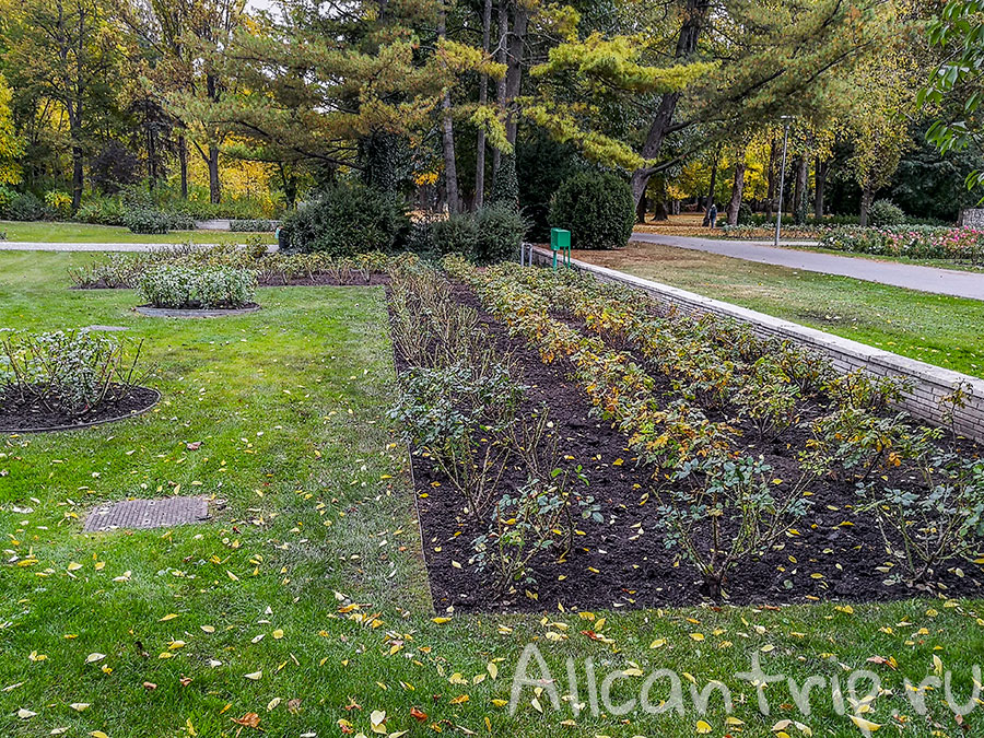 остров маргит будапешт розы