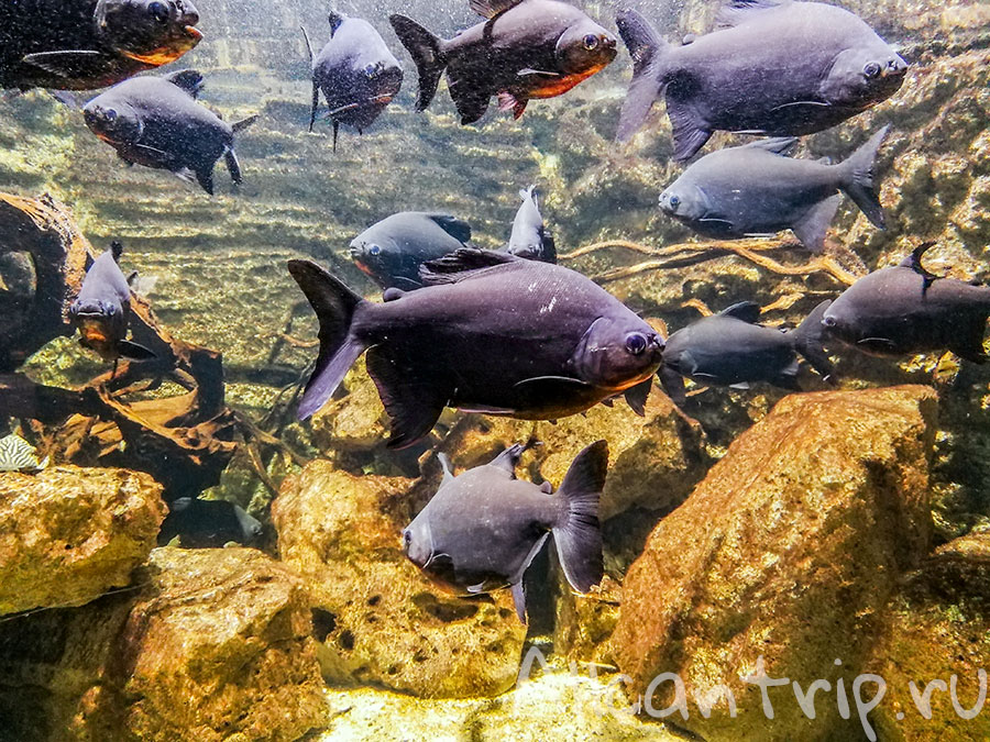 зоопарк в будапеште фото