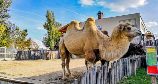 зоопарк в будапеште